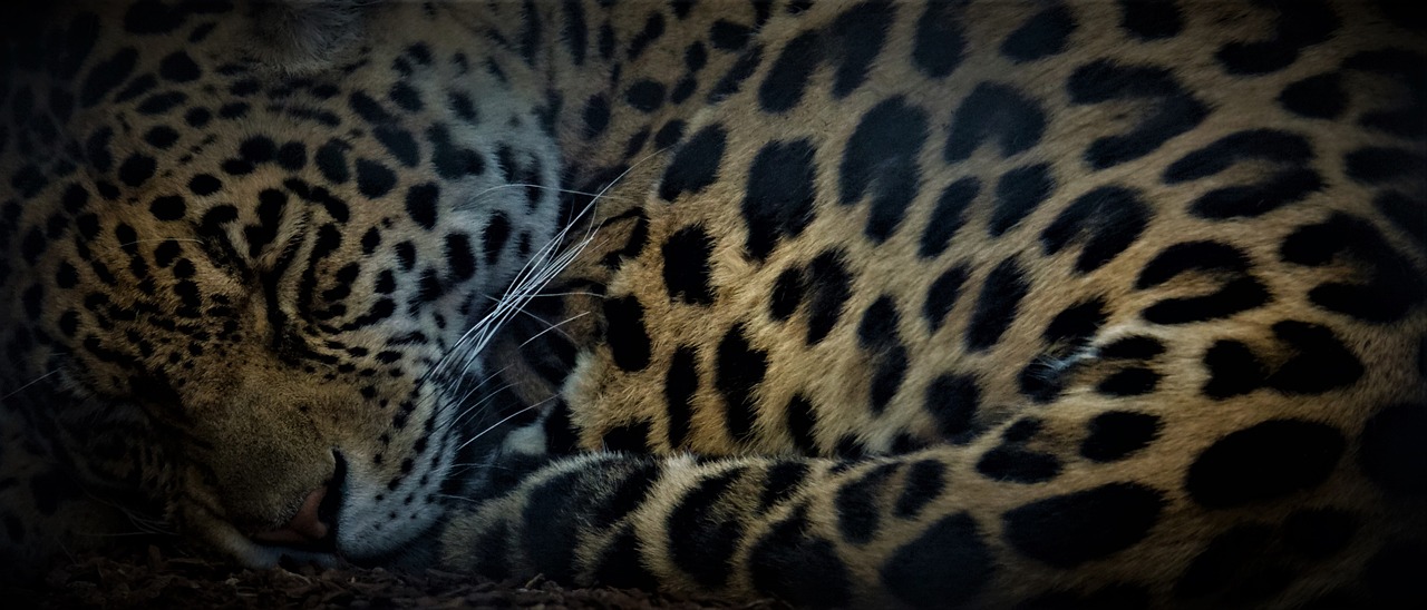 Biodiversity Beyond Borders: The Importance of Transboundary Conservation